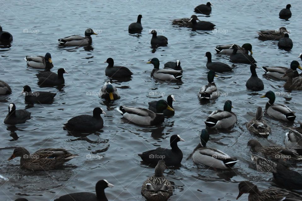 A lot of ducks on a lake in winter.