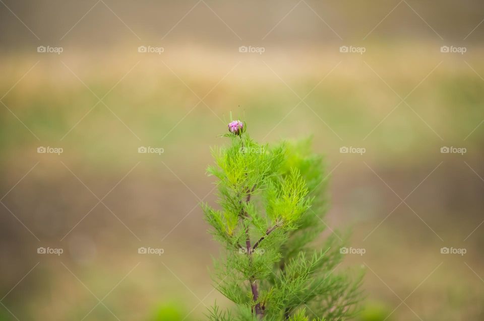 A tiny bud of cosmos flower waiting for her turn to bloom.