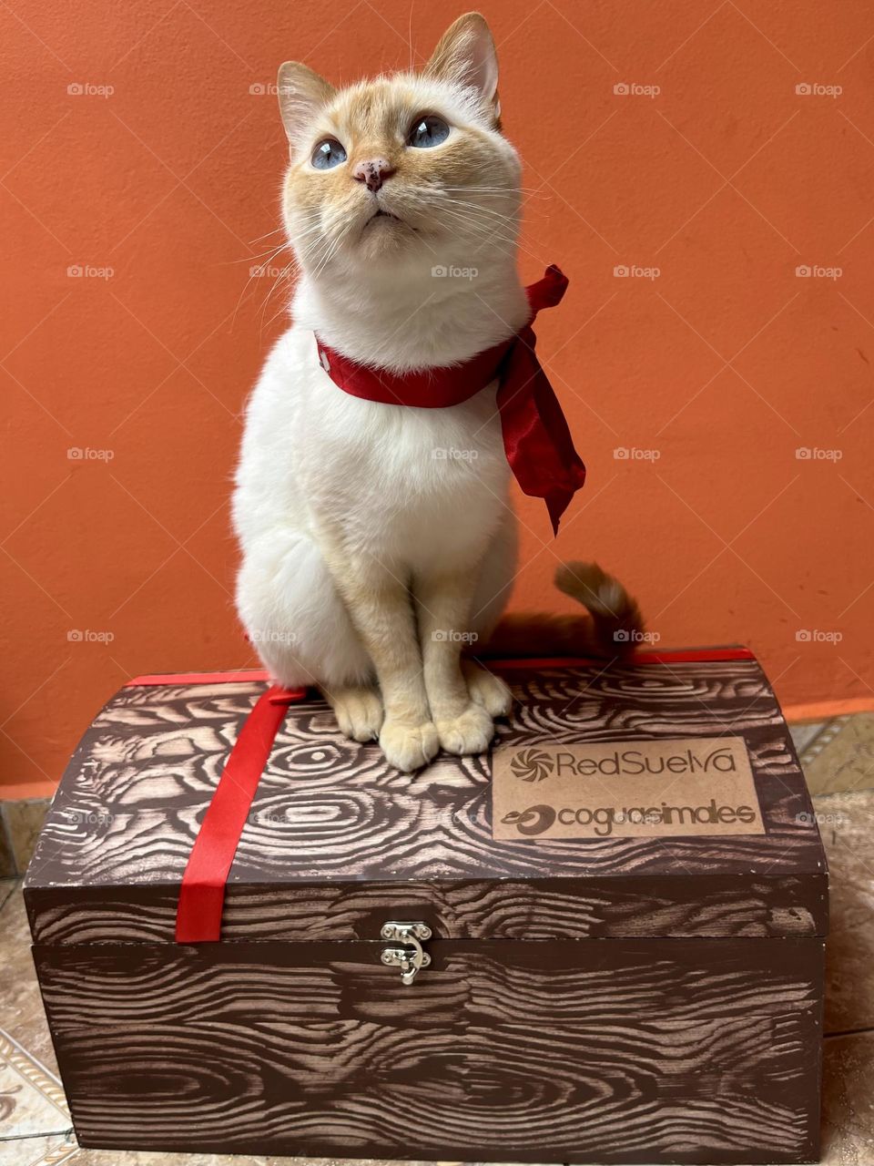 A cute cat on the wood trunk