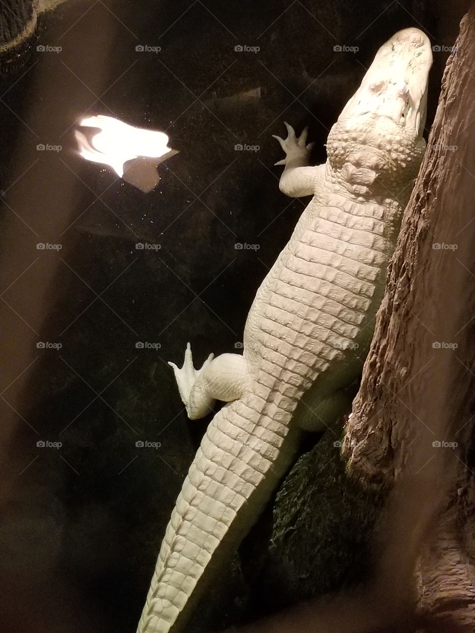 white alligator