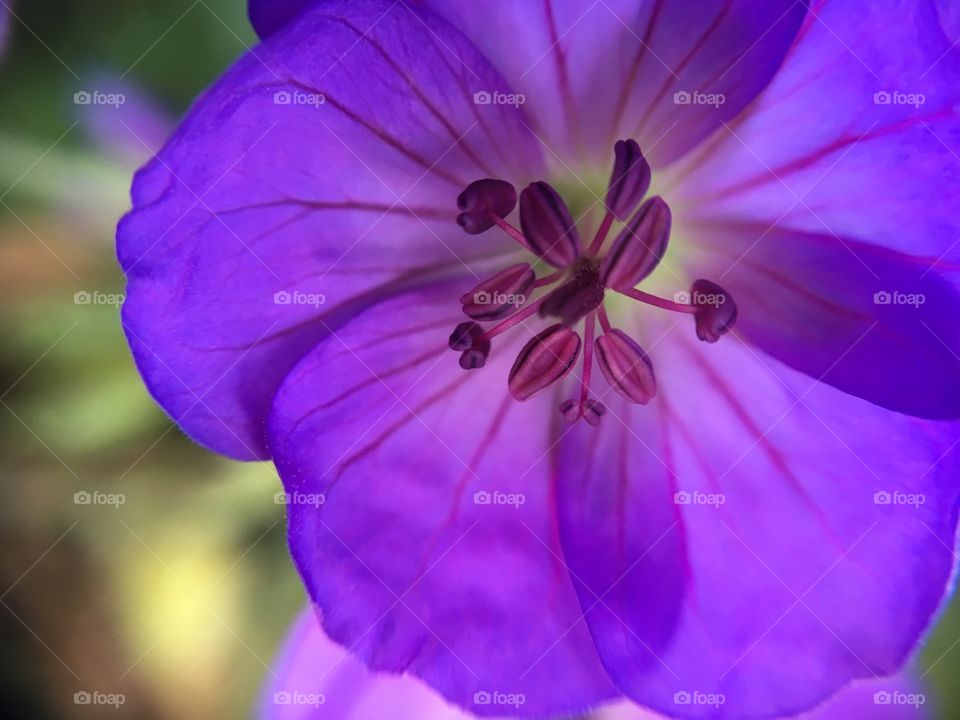 Close-up of flower