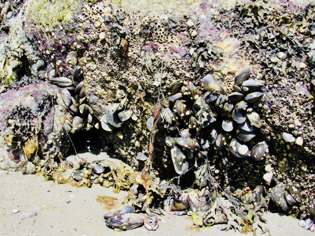 Mussels 