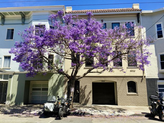 Purple flower tree on the sidewalk 