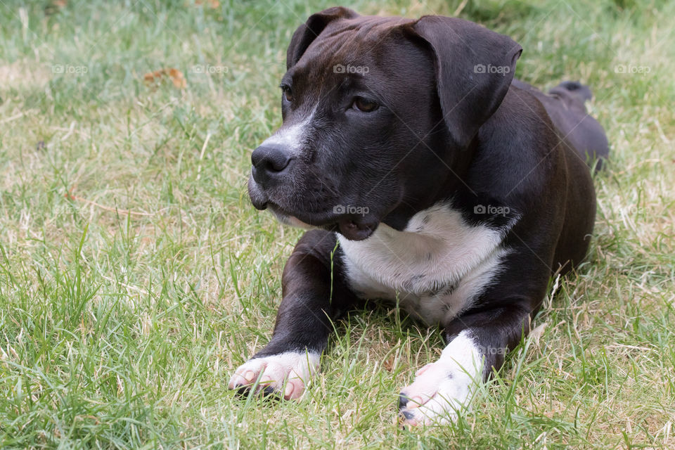 Cute puppy dog lying in the grass relaxing , söt gullig hund valp ligger och vilar i gräset Amstaff, American Staffordshire terrier 