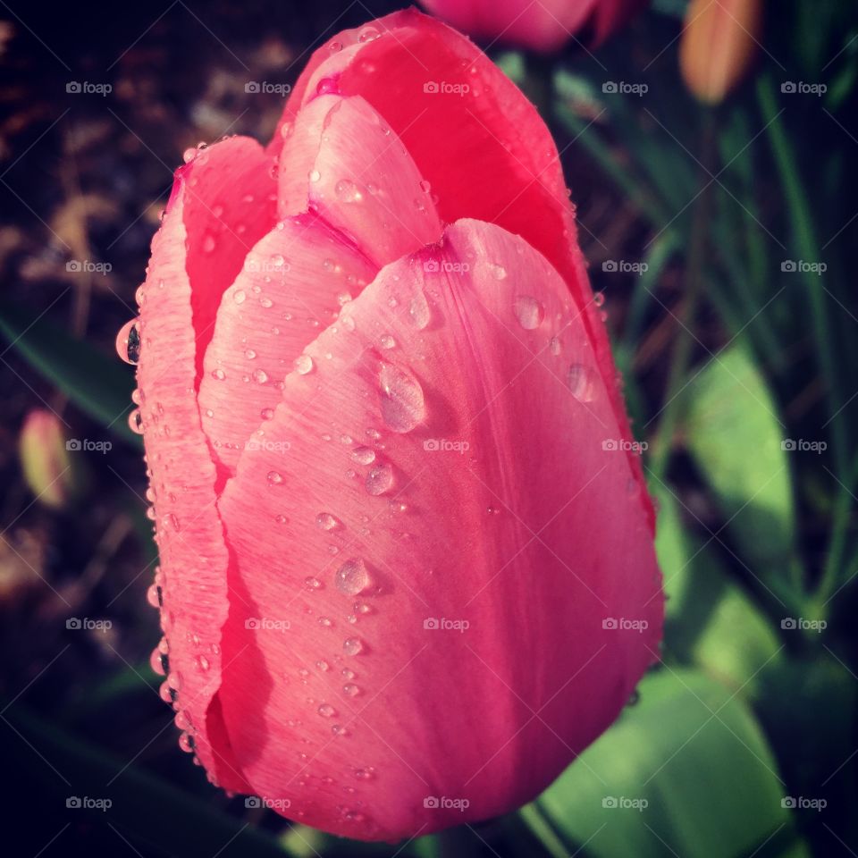 Spring  Tulips 🌷 