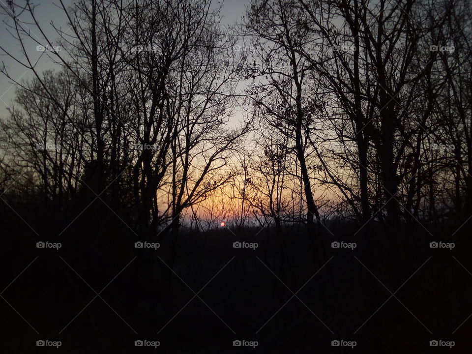 Sunset from the forest.