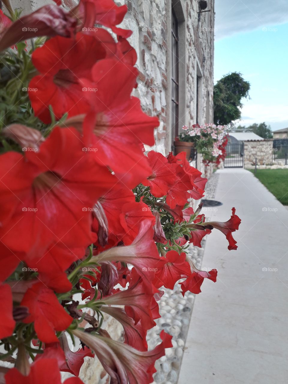 red flowers