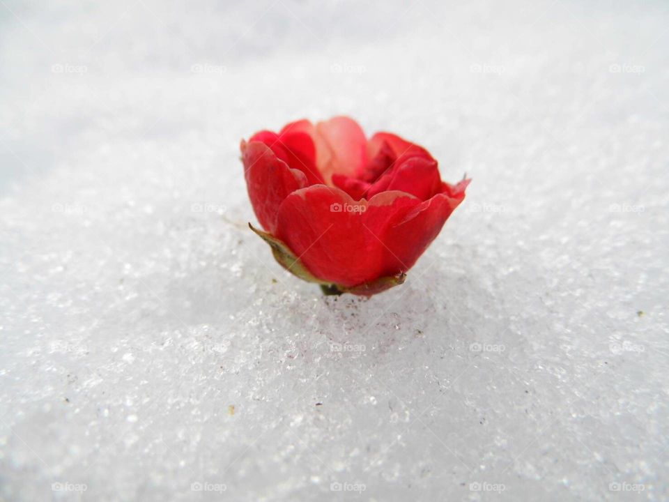Rose flower on snow
