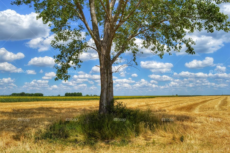 Landscape, Nature, Tree, Rural, Sky