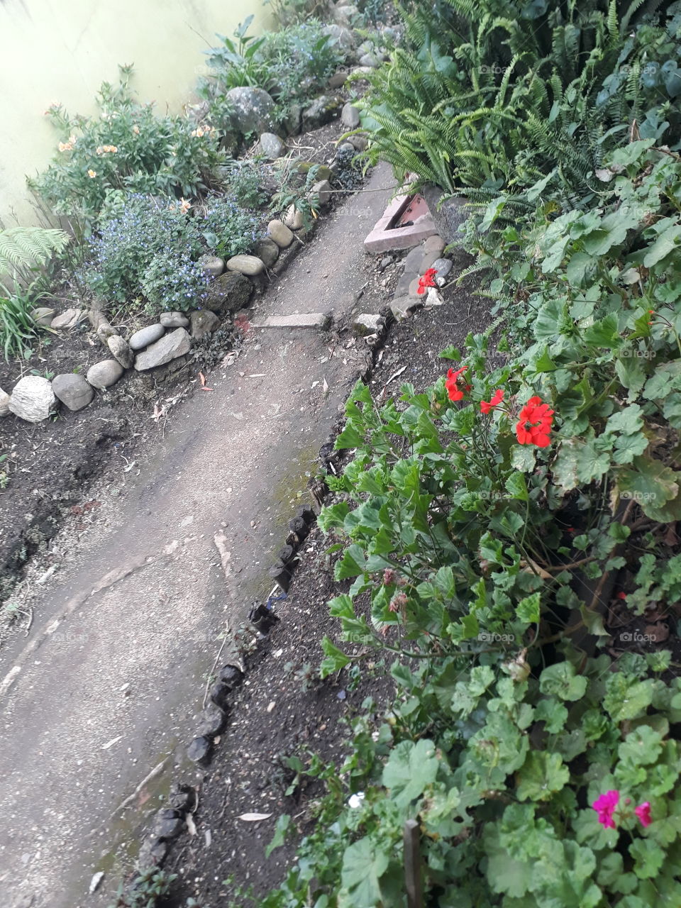 my home flower garden part 2