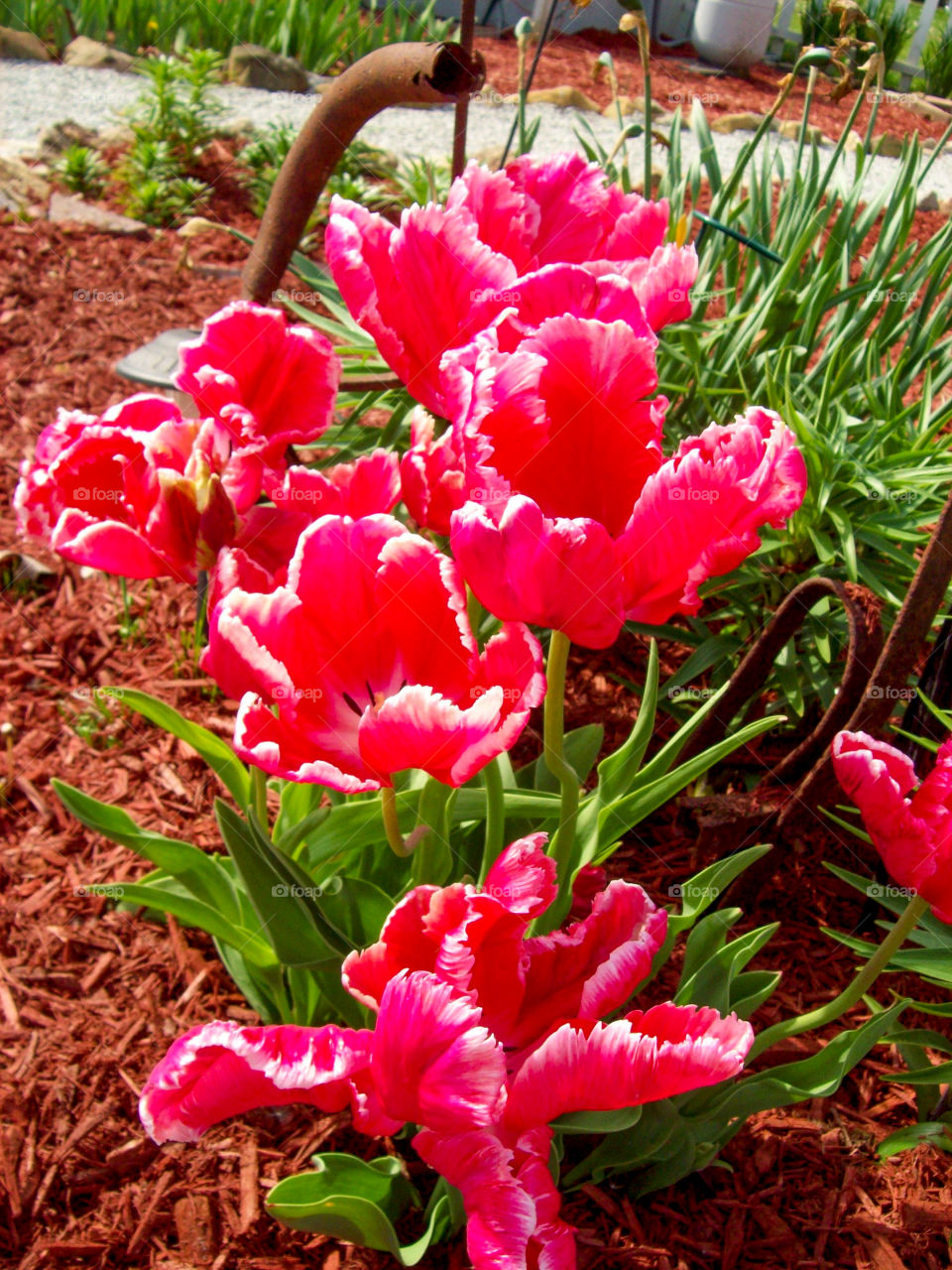 red tulips