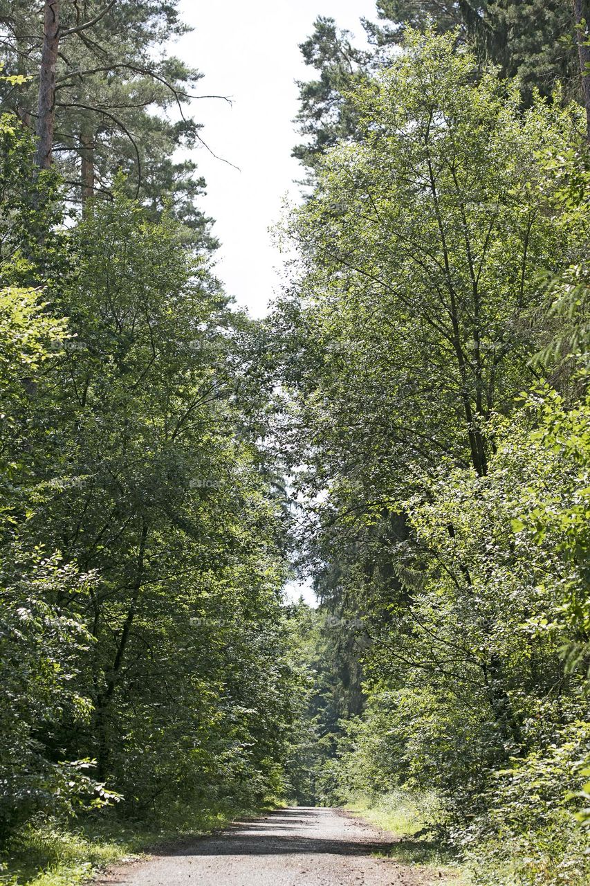 Walking on wild nature forest summer feeling holidays Crete Island Greece amazing places to visit naturalism adventure time hustling daydreaming be free