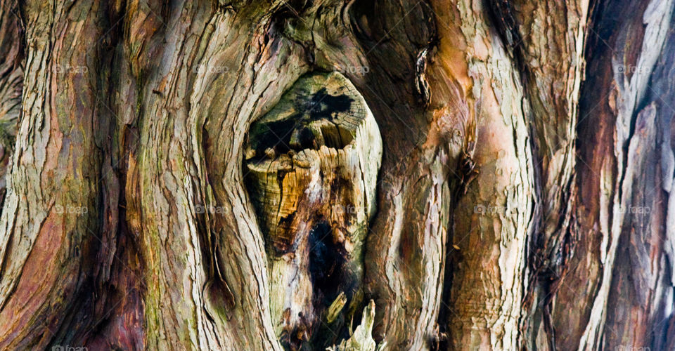 Ancient tree trunk full of nature colors