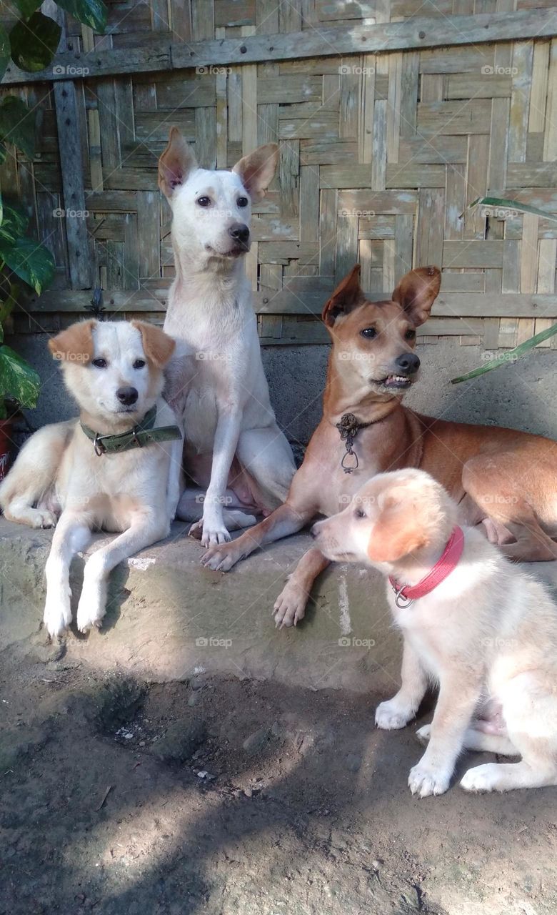 Fantastic pose of my lovely dogs.
Please buy this photo so that I could buy more food for them.