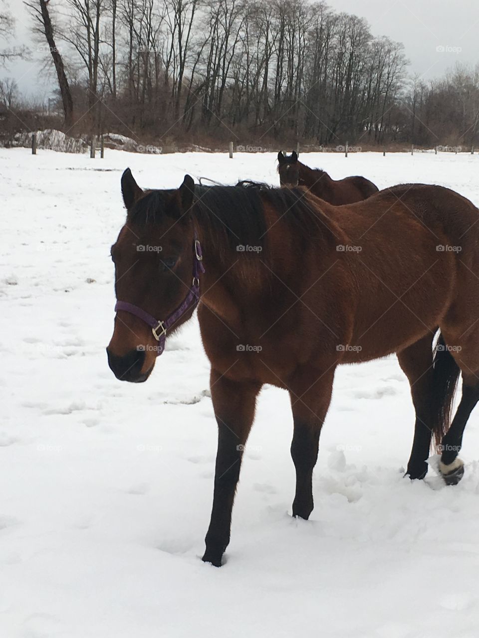 Winter Horseback Riding