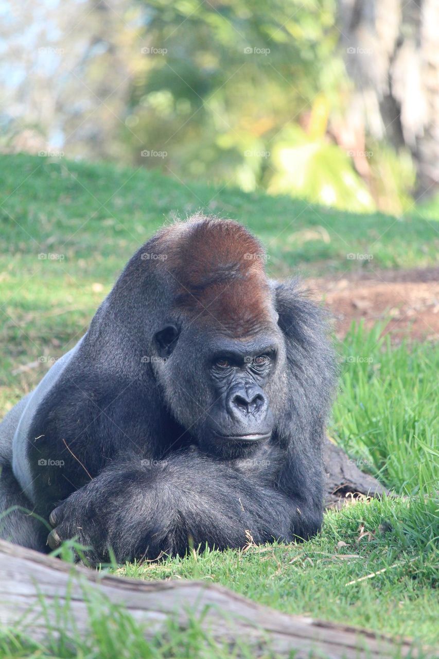 Gorilla enjoying a relaxing morning