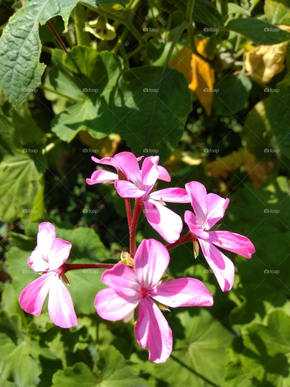 bem vindo foap natureza