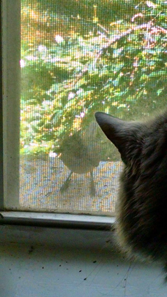 Bird watching cat