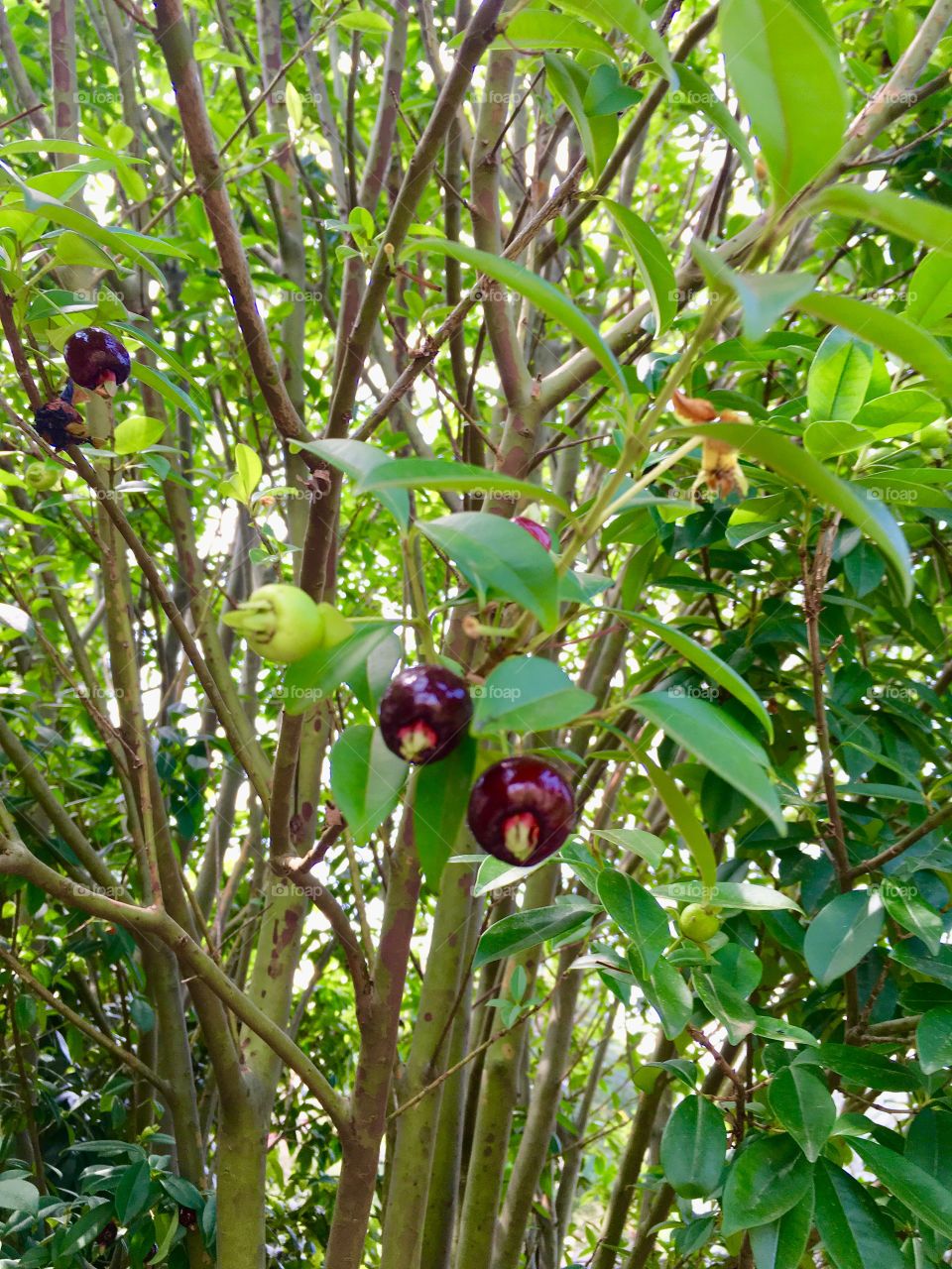 ‪Última foto das 10 da manhã: hora da pausa para colher #cerejas!‬
‪Pezinho carregado, saúde garantida.‬
‪🍒 ‬
‪#pomar‬
‪#saúde‬
‪#natureza‬
‪#frutas ‬