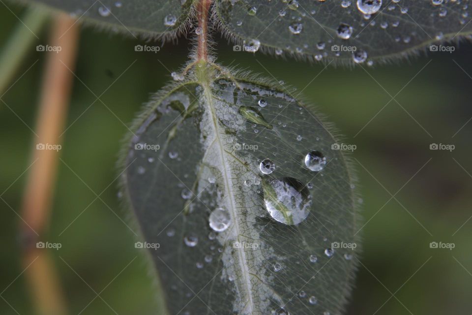 gota de água em planta.