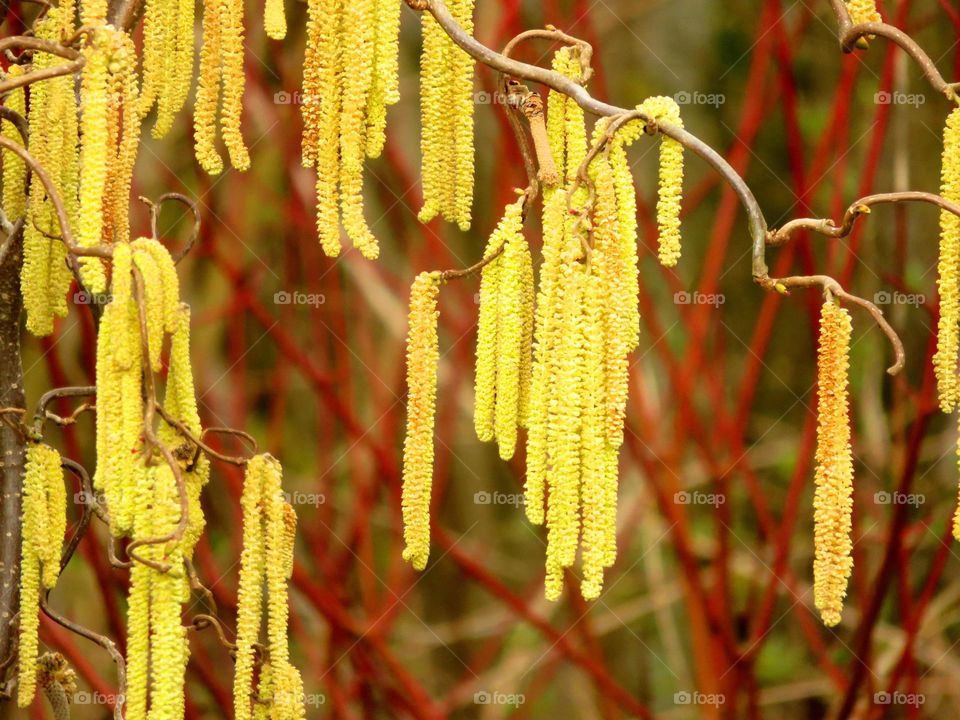 spring seeds