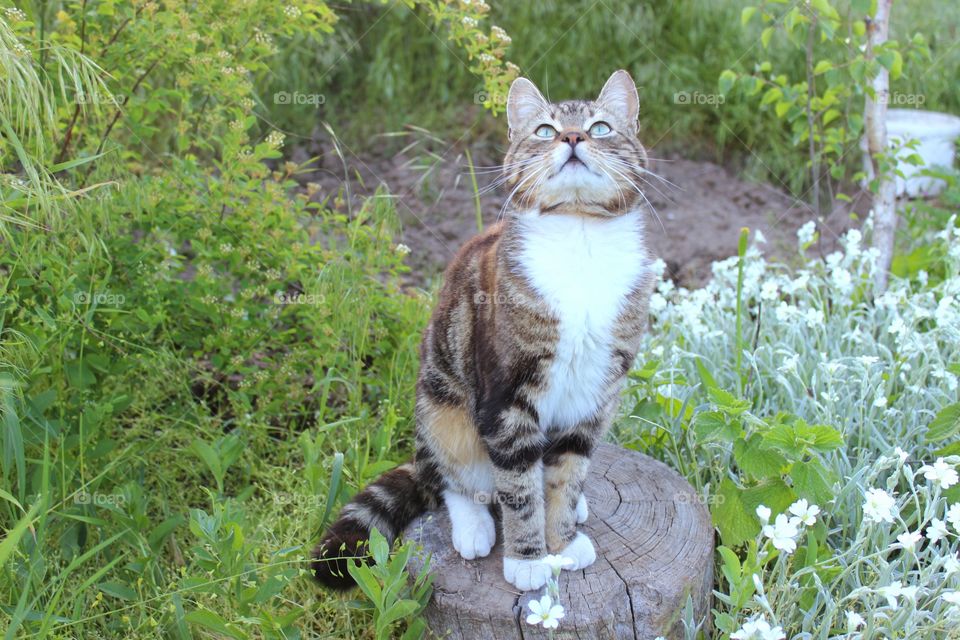 cat sitting on a tree stump