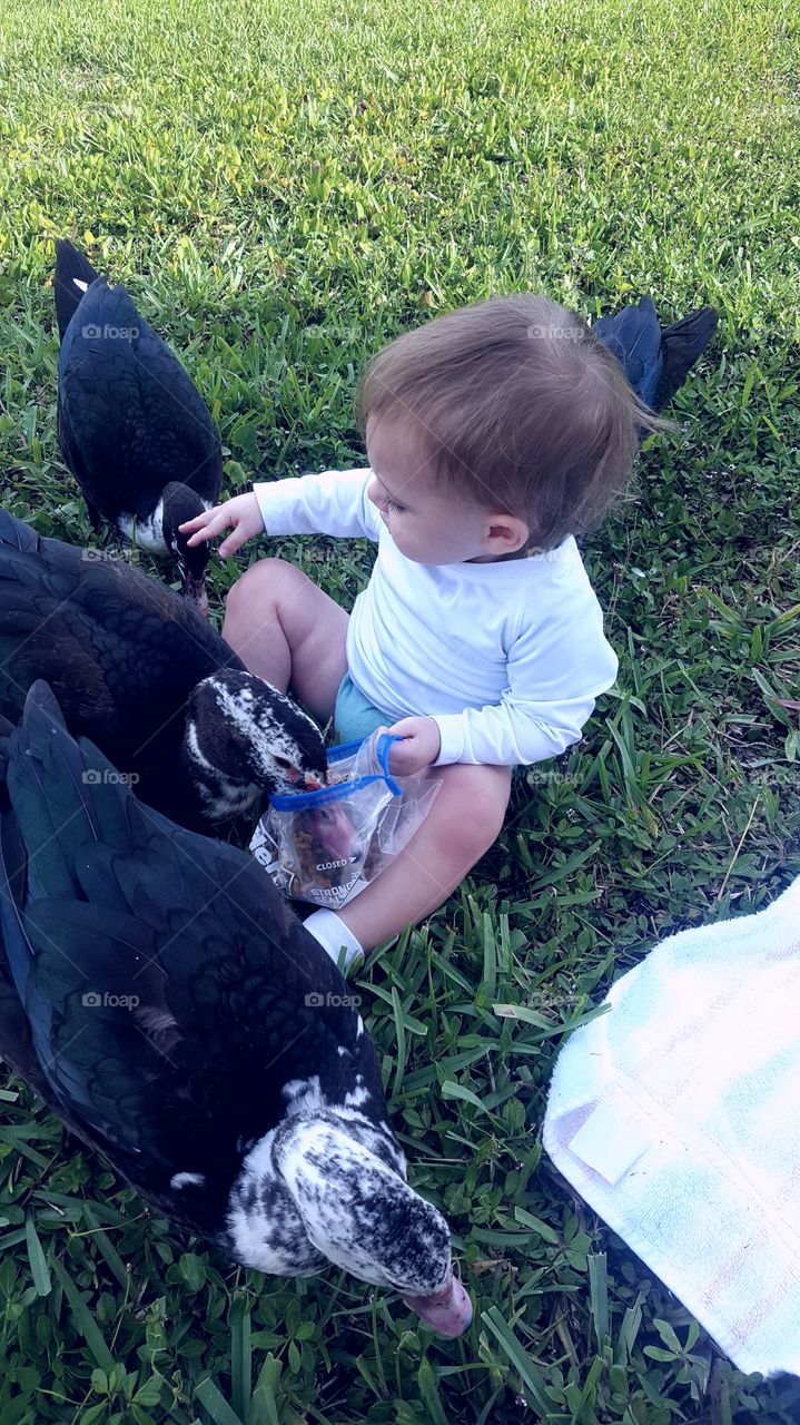 Child Loves Feeding Ducks 2