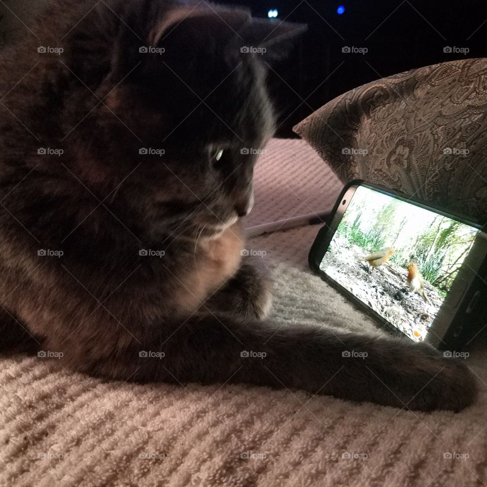 Cat Watching Bird Video on Cell Phone