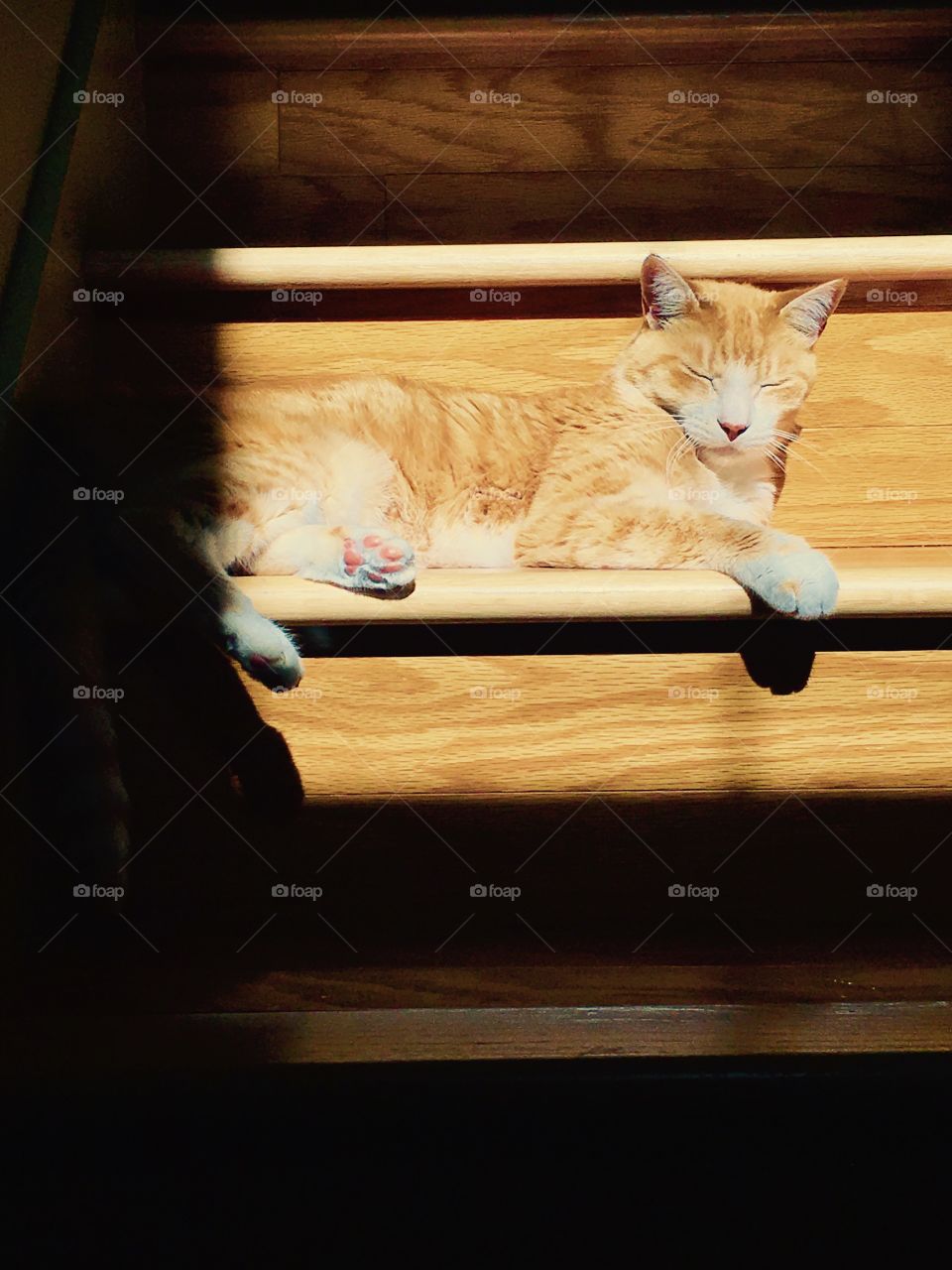 Napping on the stair