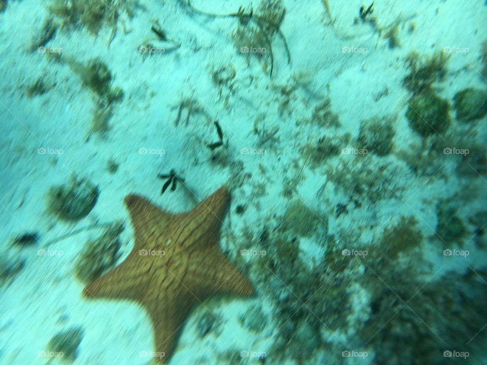 Giant sea star