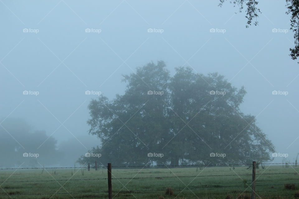 Huge oak tree in fenced field on foggy morning