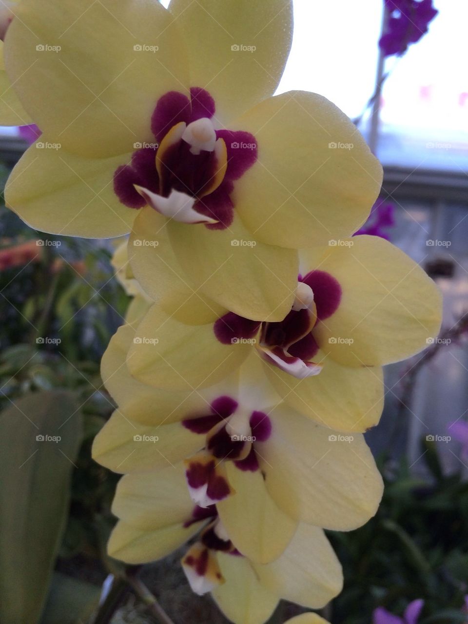 Orchids