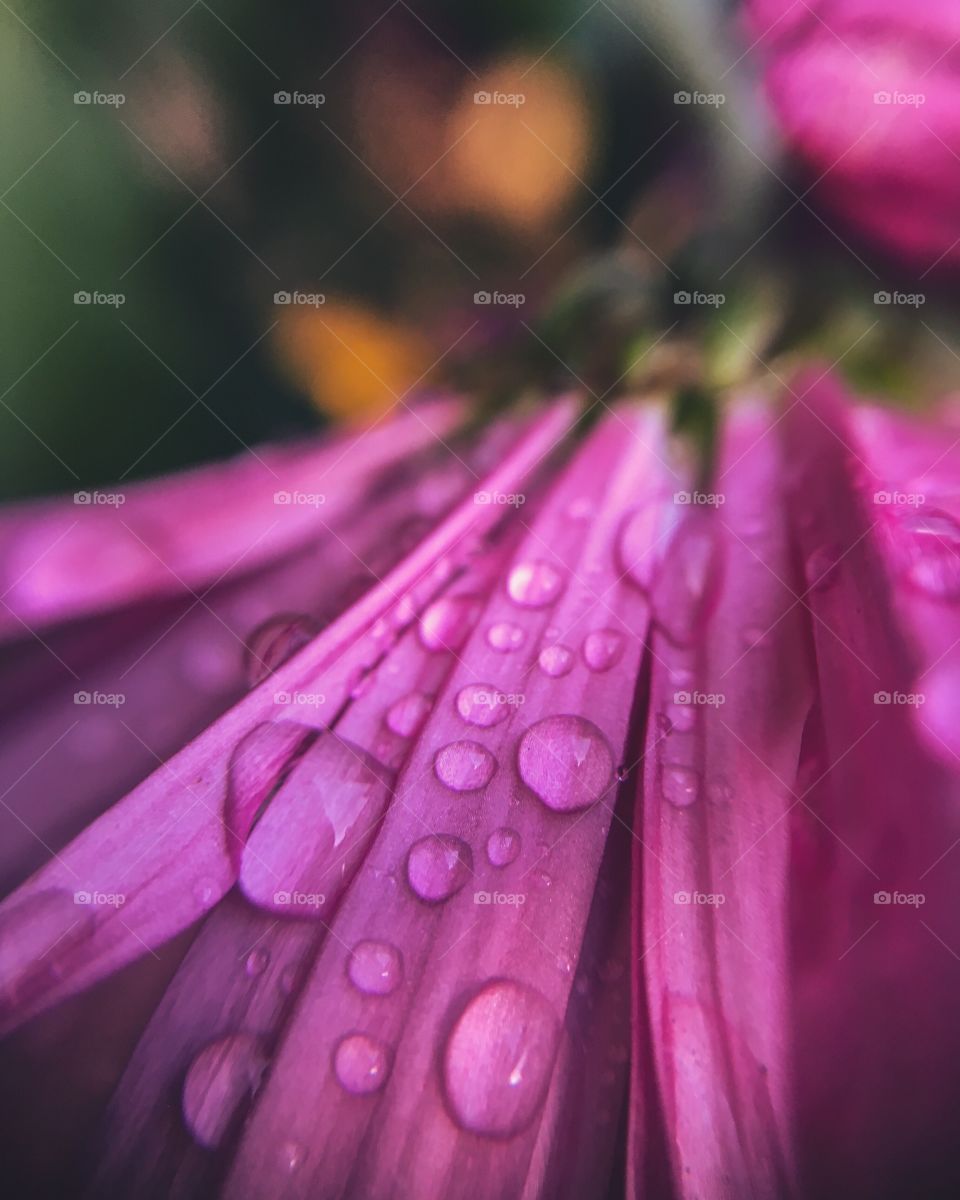 Flower, Nature, Flora, Dew, Summer