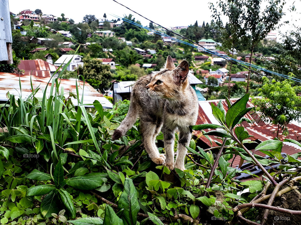 Wild cat in my backyard, kitchen garden