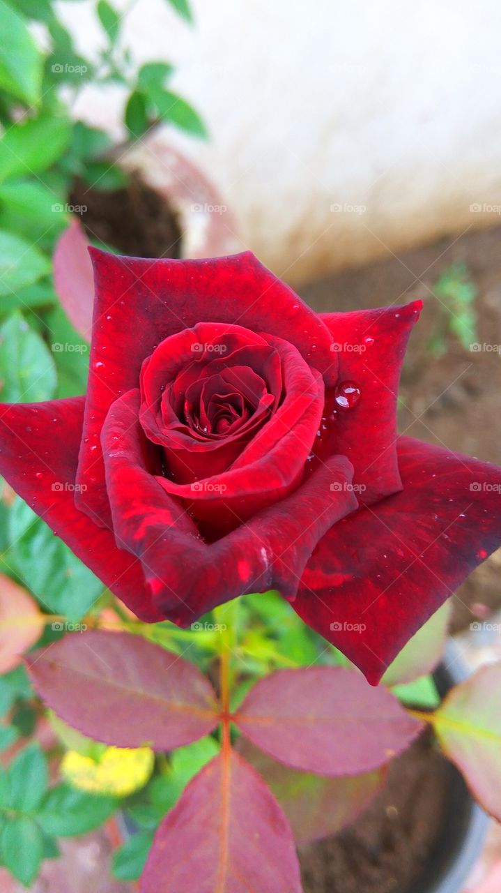 Water drop on red rose flower