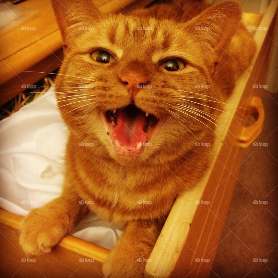 My craft room friend