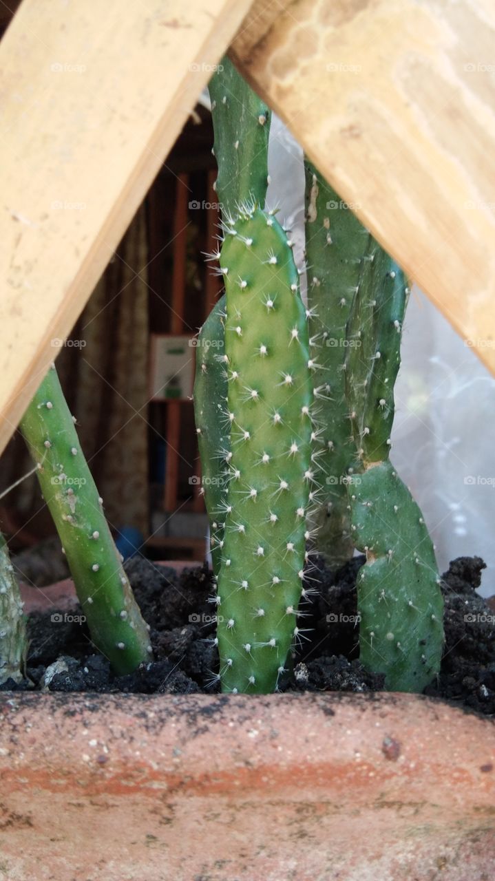 Cactus in the house.