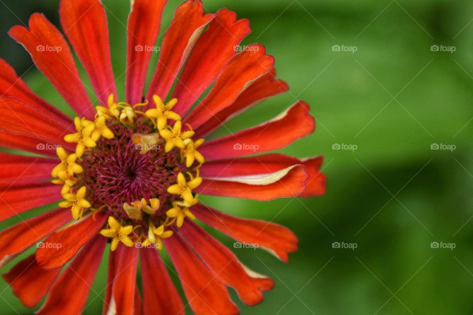 Zinnia in Red