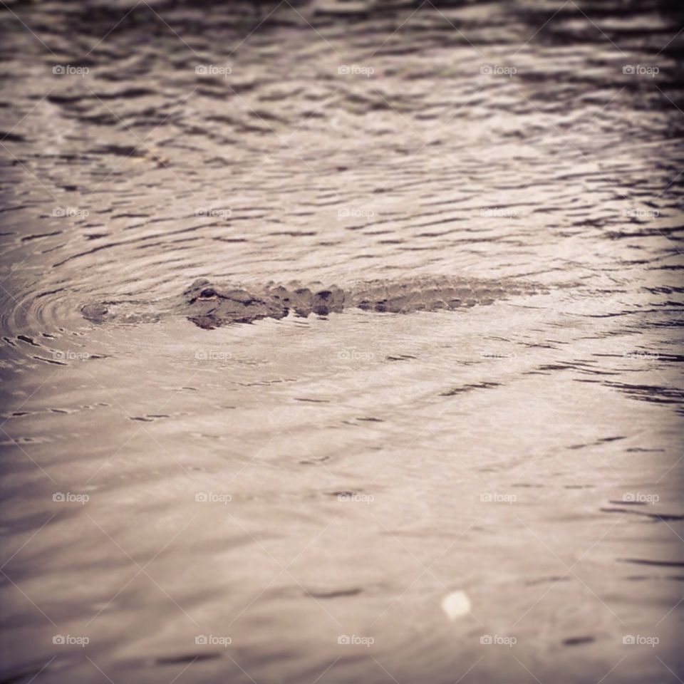 Alligator
