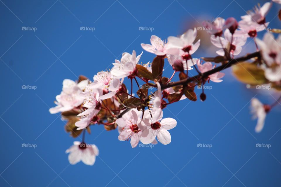 Pink spring flowers