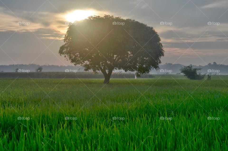 the sun is hidden behind the leaves