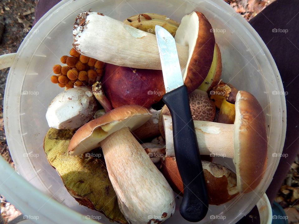 Bucket with collection of mushrooms