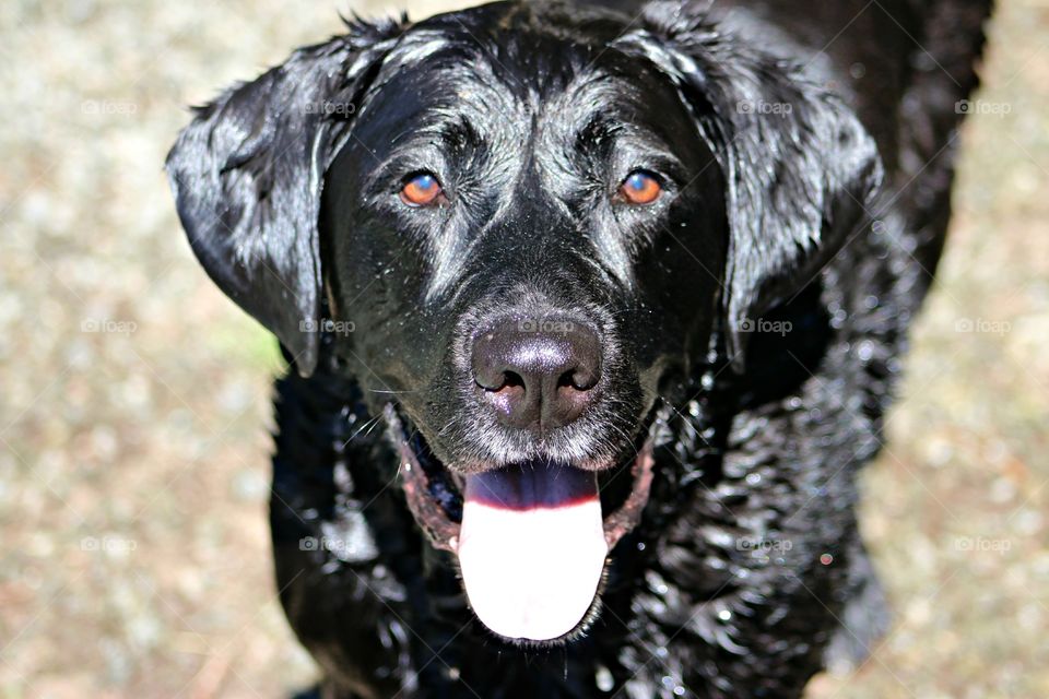 Beautiful Black Lab. loves to play ball all day long