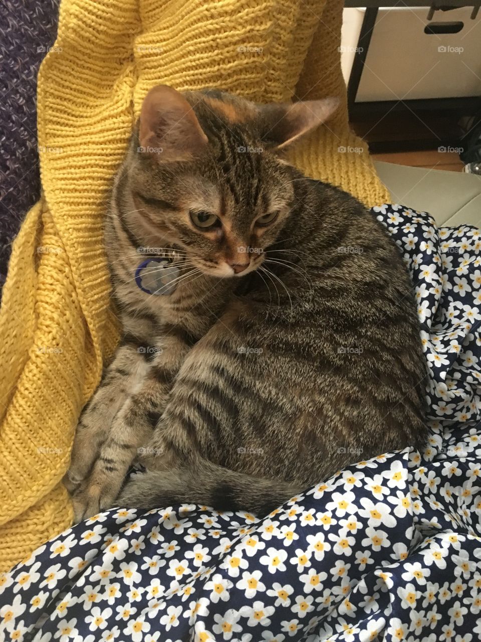 Cute cat kitten tabby brown chair