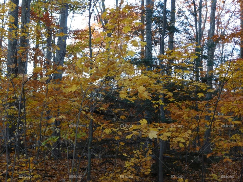 yellow forest in Manistee