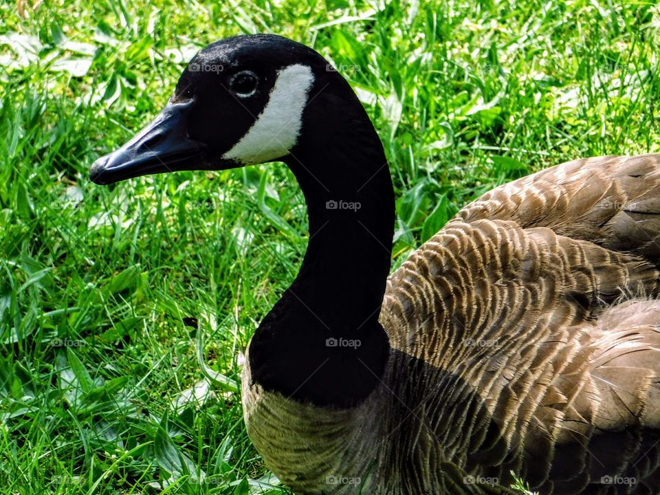 Canadian Goose Close-up
