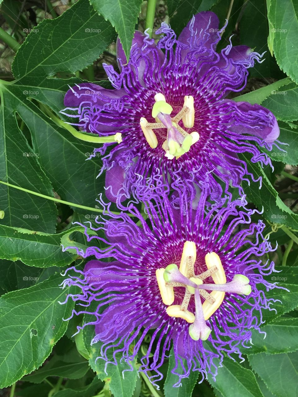 Passion Flowers