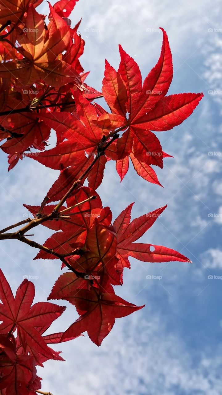 Reddish orange japanese maple and its ornamental leaves in spectacular fall colors