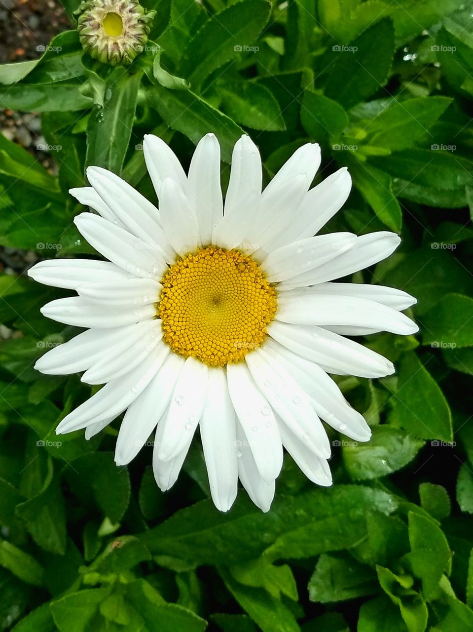 Close up of a daisy.