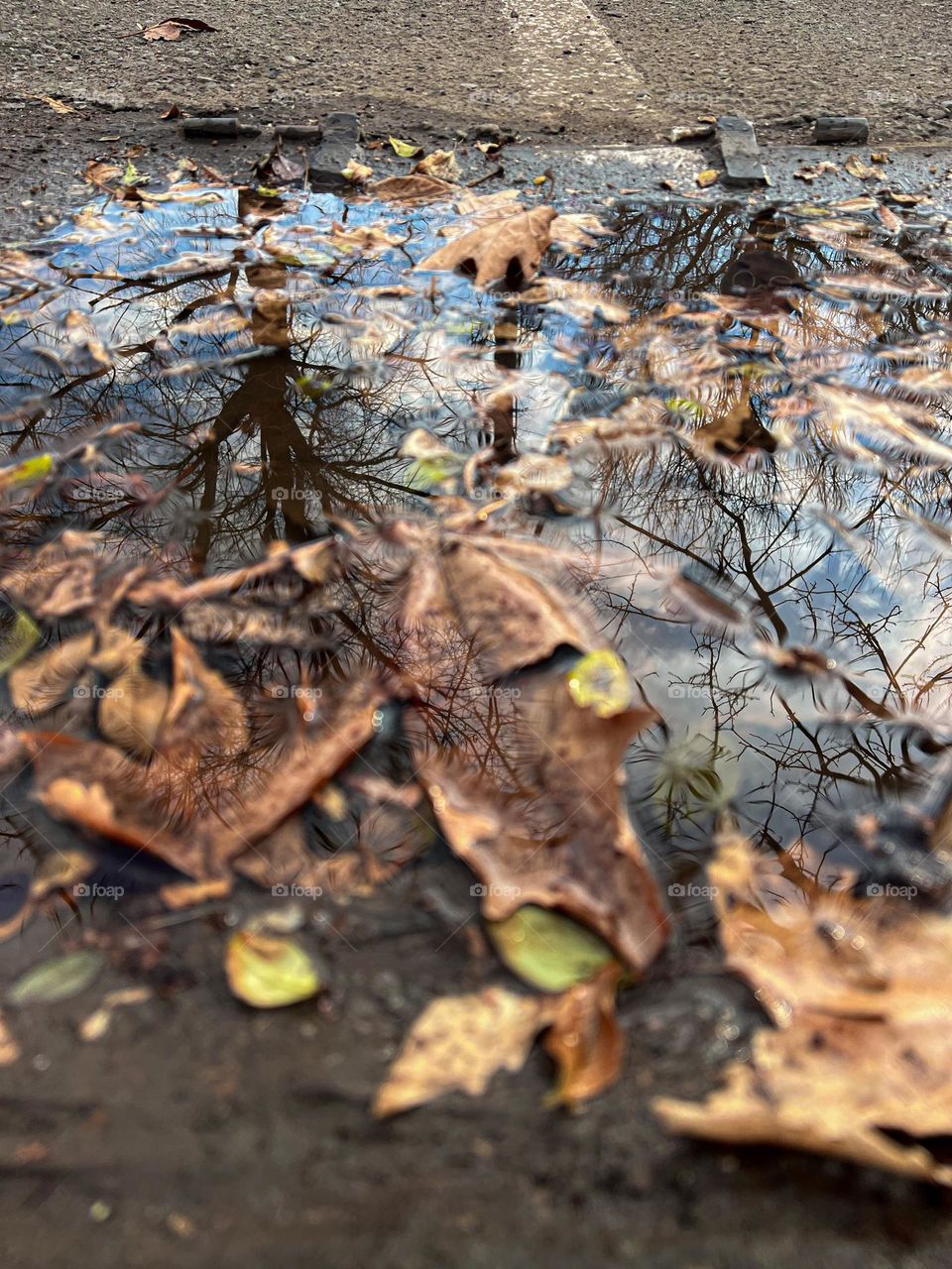 The shadow of a tree on the water 